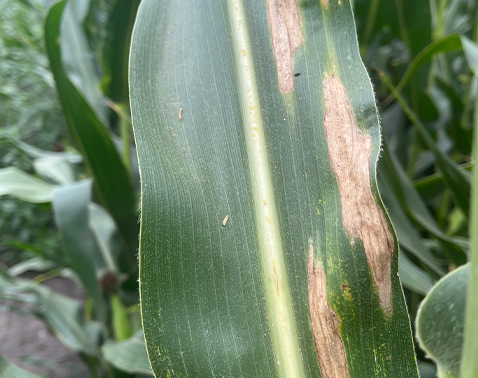 Corn leaves showing elongated tan lesions from Northern corn leaf blight across canopy.