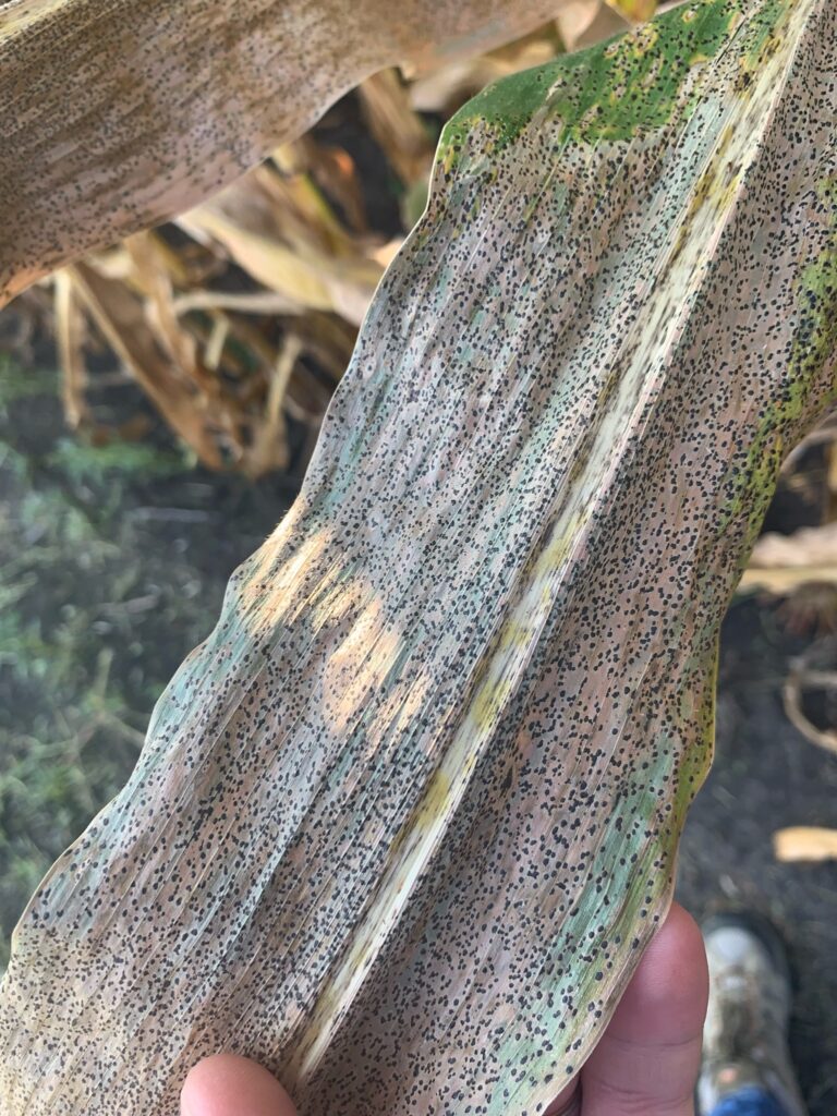 Severe tar spot causing widespread leaf damage and canopy decline.