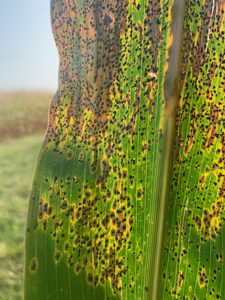 Corn leaves with dense tar spot lesions surrounded by yellowing tissue.