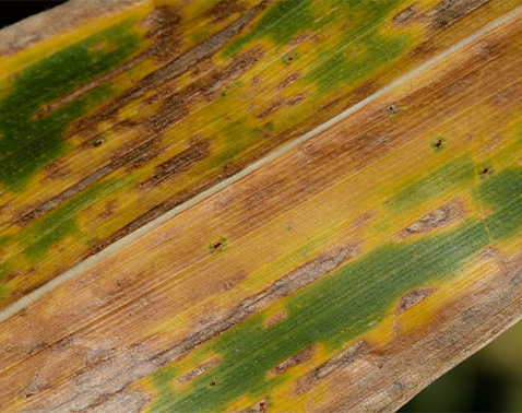 Severe gray leaf spot damage causing loss of green leaf area.