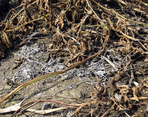 Soybean stem with white fuzzy fungal growth on surface.