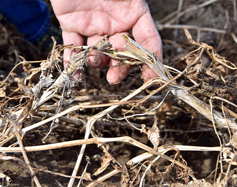 Soybean plant with wilted stems and visible fungal growth from white mold.