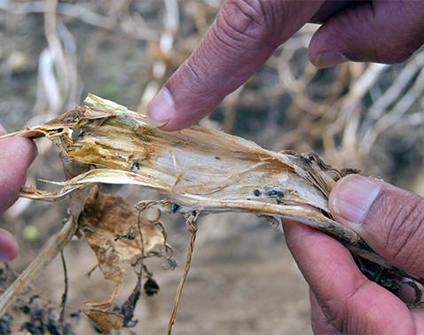 Dead soybean plants with bleached stems and collapsed structure.