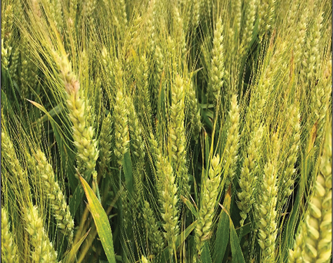 Wheat head with pink fungal growth on head blight infected spikelets.