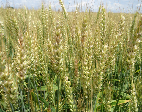 Wheat kernels that are shriveled, discolored and lightweight.