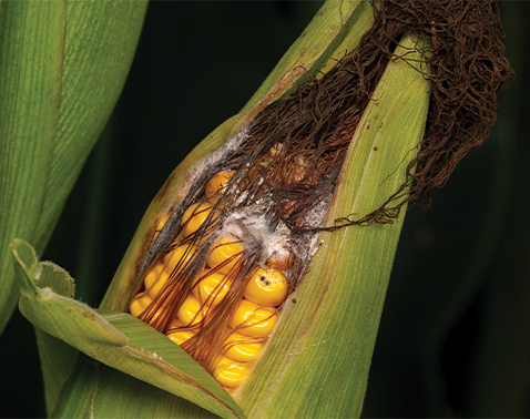 Corn ear with widespread mold and visibly damaged kernels from Fusarium ear rot.