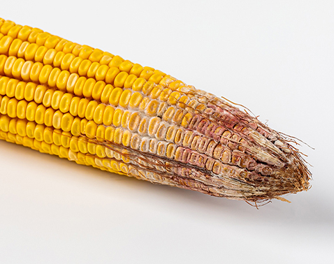 Corn ear showing pink-to-red mold across multiple kernels.