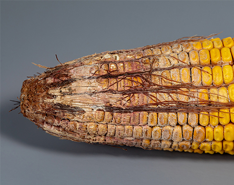 Corn ear with extensive mold and damaged kernels