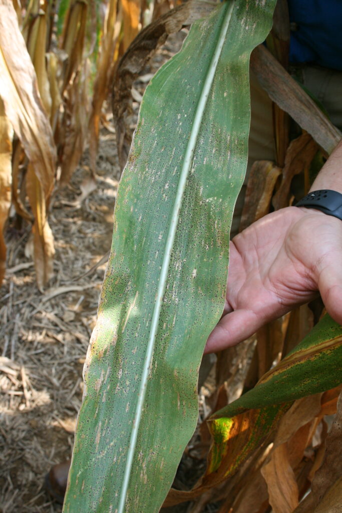 Corn leaf with small black raised spots resembling flecks of tar.