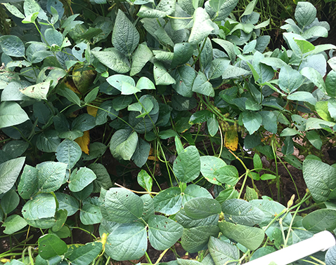 Brown spot infected soybean leaves showing yellowing beginning on lower leaves.