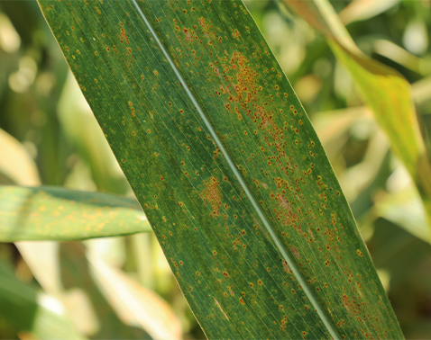 Corn leaf with small orange pustules from Southern rust scattered across surface.