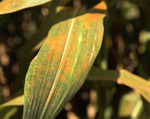 Corn plant with heavy rust coverage and browning leaves.