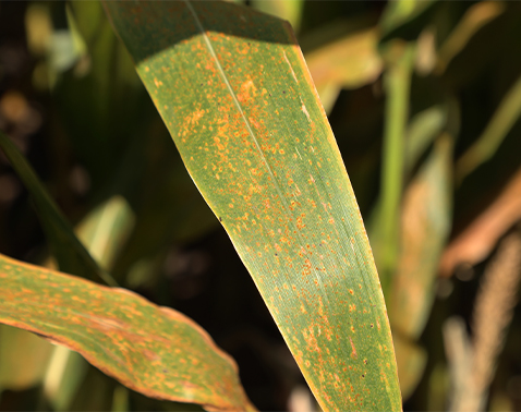 Corn leaves densely covered with orange-brown Southern rust pustules.